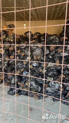 Малина полька маравилла энросадира пщехиба