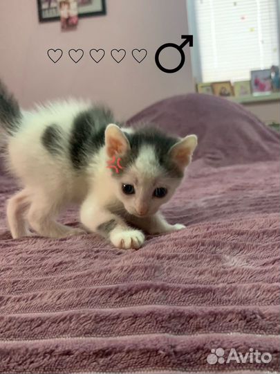 Котенок в добрые руки