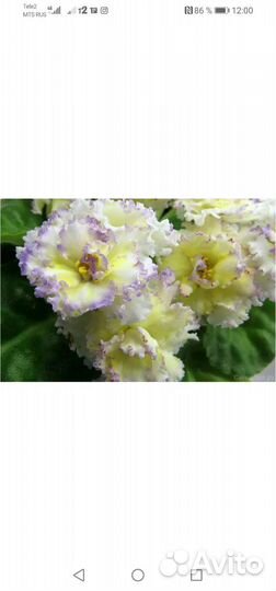 Фиалки сортовые