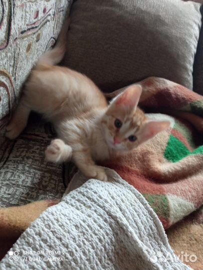 Котик
