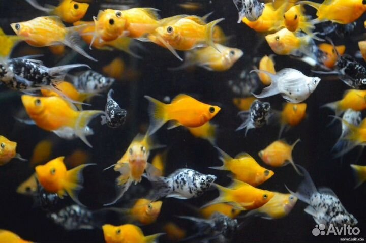 Все виды рыбок моллинезии