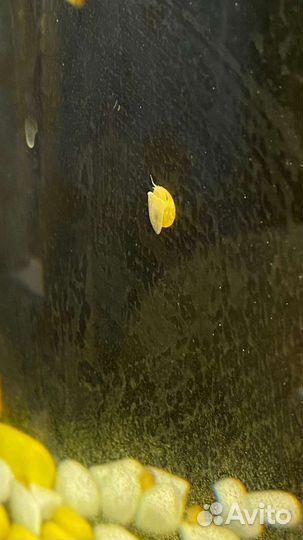 Улитки аквариумные ампулярии