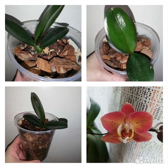 Орхидеи разные