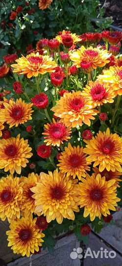 Хризантемы