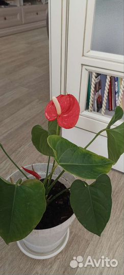 Комнатные цветы антуриум