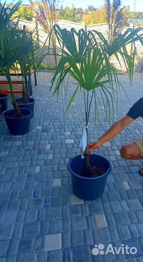 Пальма Трахикарпус форчуна