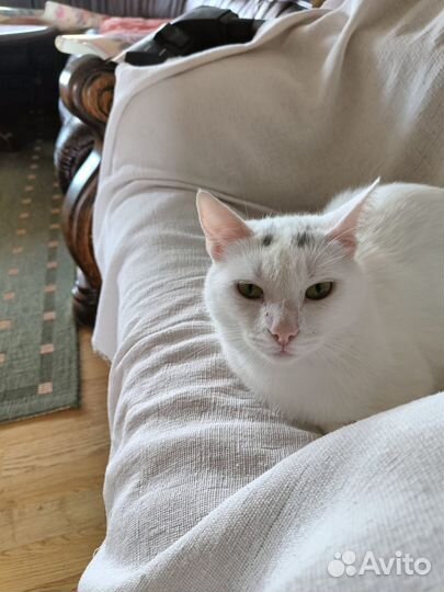 Снежная Кролева очень хочет в семью