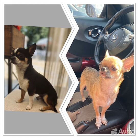 Щенки чихуахуа