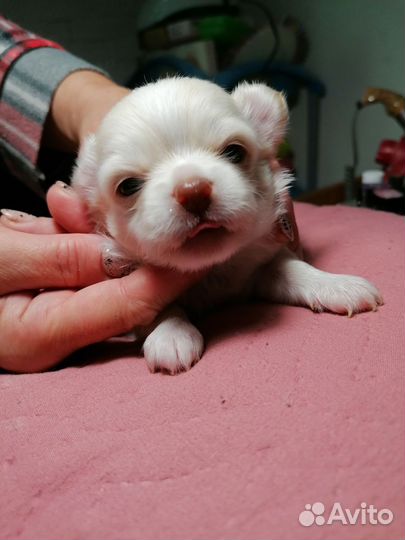 Мальчик чихуахуа