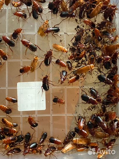 Кормовые насекомые.Тараканы, сверчки,зофобас и др