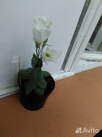 Эустома цветущая