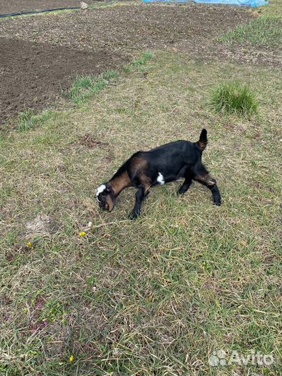 Англо нубийские козы