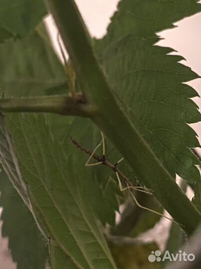 Палочники аннамские