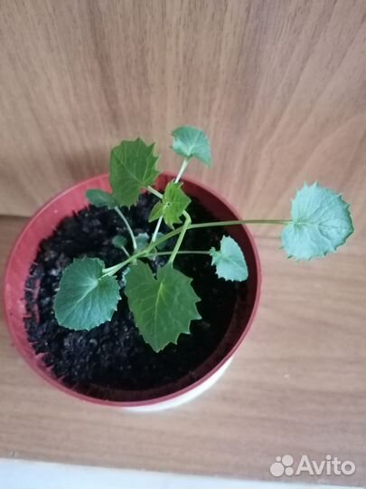 Кампанула невеста