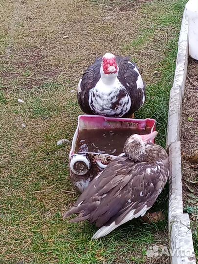 Мускусные утки