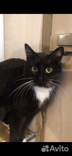 Кошечка окраса Маркиз, 1 год