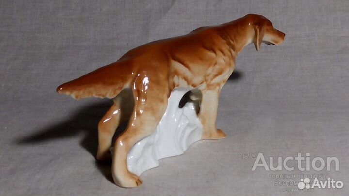 Охотничья собака «Ирландский сеттер» лфз