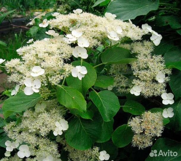 Плетистая гортензия черешковая Петиоларис