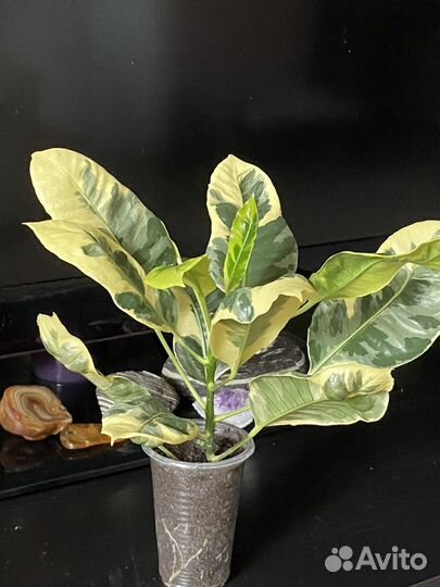 Кротон Эбернеум