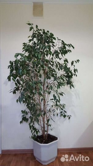 Фикус Бенджамина