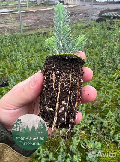 Зкс и окс Сосна Ель Лиственница сеянцы Голуб горн