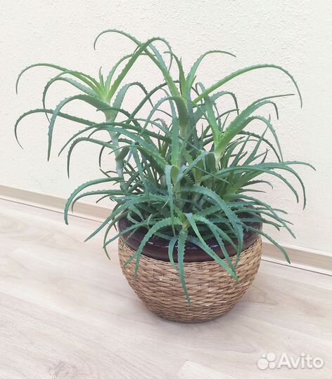 Монстера в большом керамическом горшке