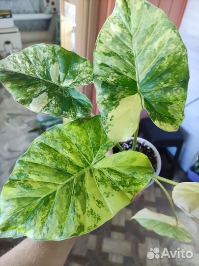Алоказия гагеана вариег