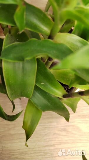 Растение золотой ус