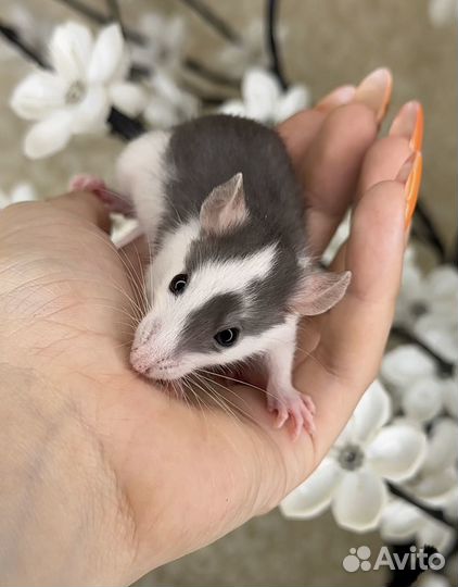Крысы Дамбо. Крысята Дамбо от питомника