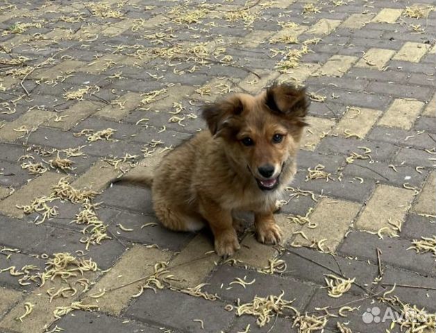 Отдам в добрые руки