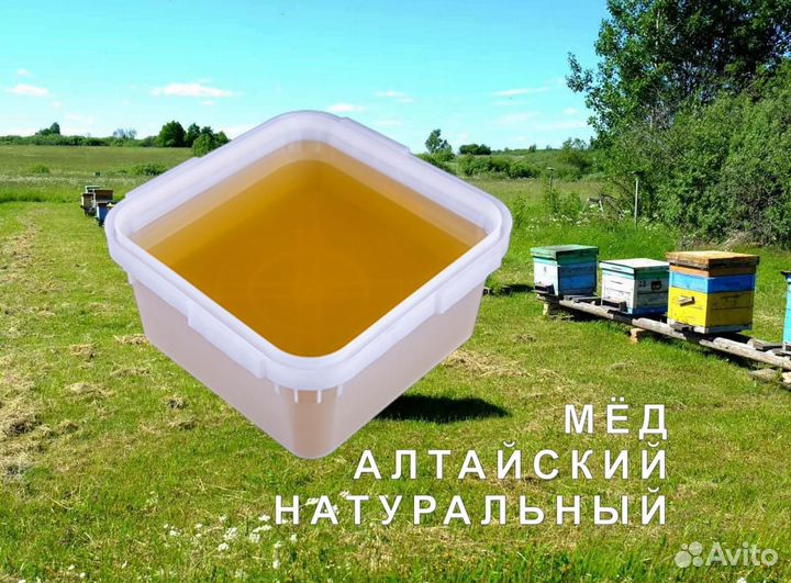 Мёд 2023 натуральный из Алтая опт