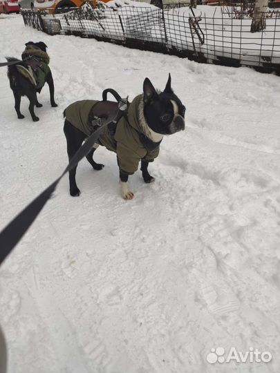 Одежда для маленьких пород собак