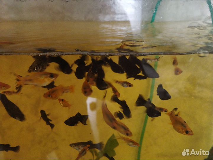 Моллинезия черная и жёлтая в чёрное пятнышко