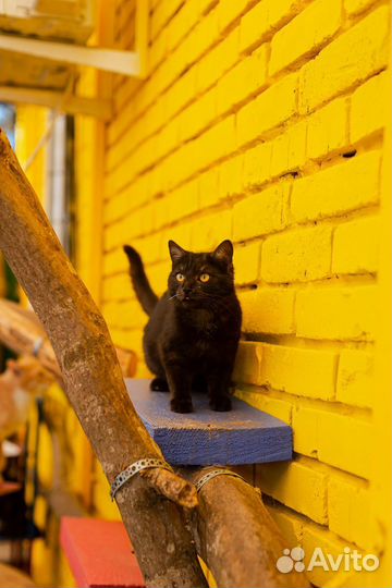 Брутальный Фокс всегда встретит с работы