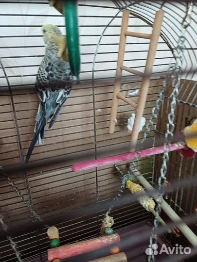 Волнистый попугай- самка