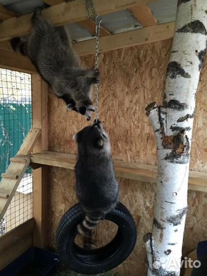 Еноты вольерного содержания