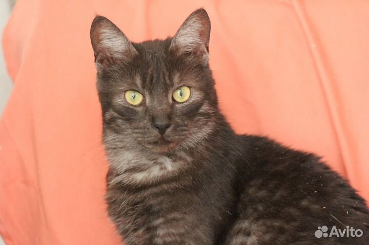 Кот Морфеус