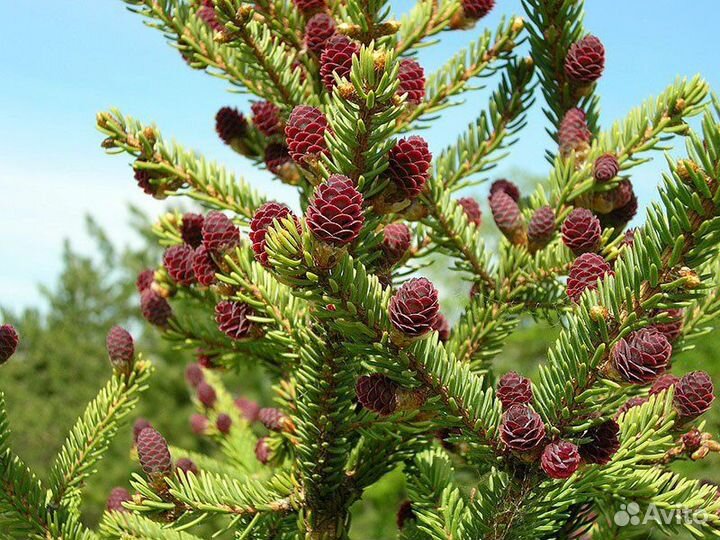 Ель, разные виды, семена