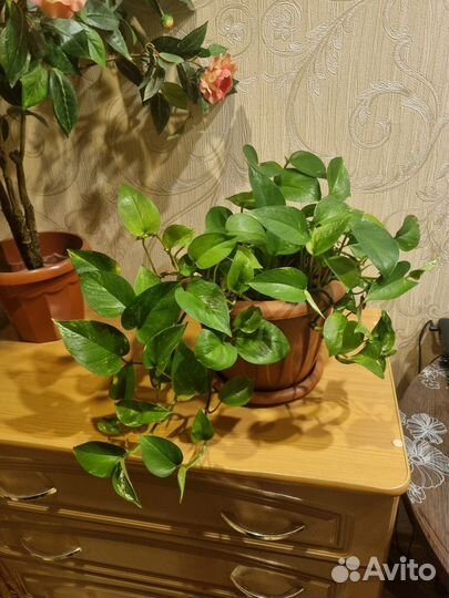 Комнатные растения лиана