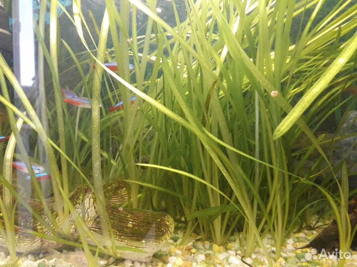 Аквариумные растения