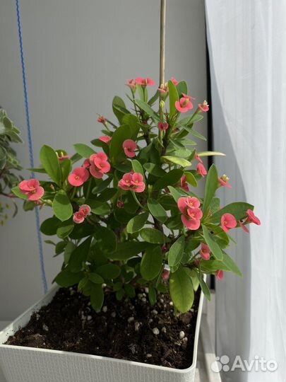 Молочай миля