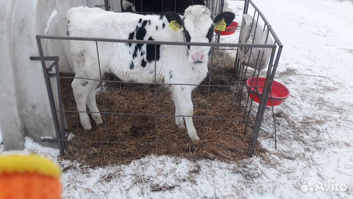 Телята бычки