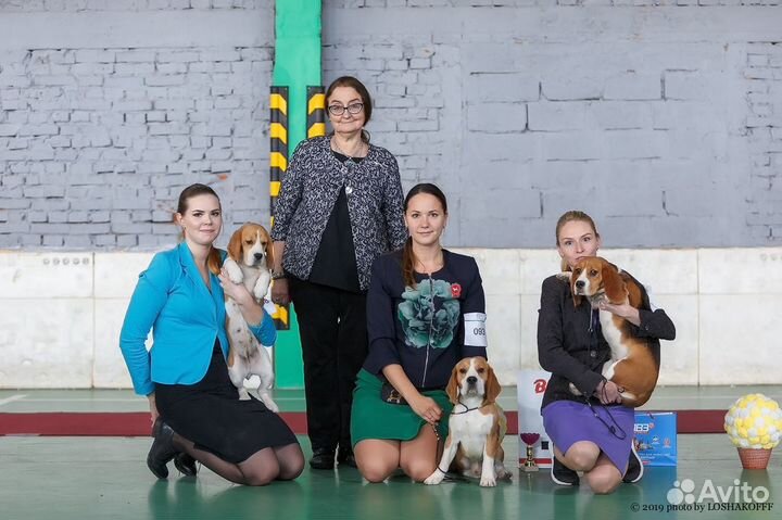 Кобель Бигль для вязки