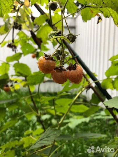 Желтая малина