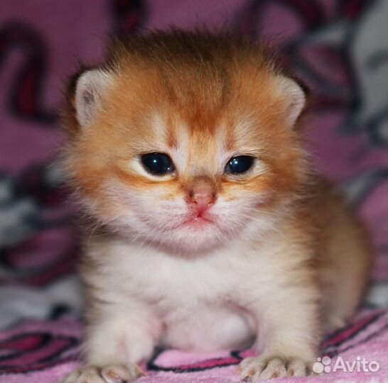 Золотая британская шиншилла