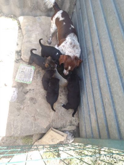 Щенки в добрые руки