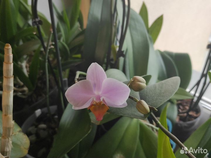 Орхидея фаленопсис