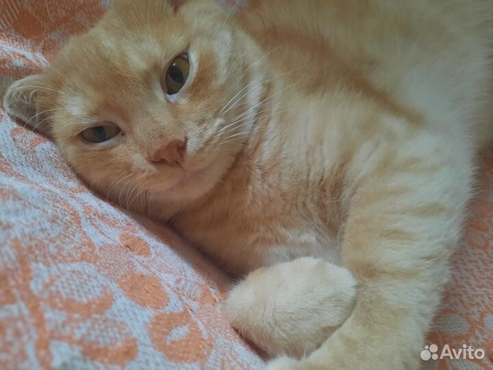 Котик Рыжик ждет любящее сердце
