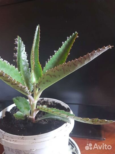 Каланхоэ лечебное