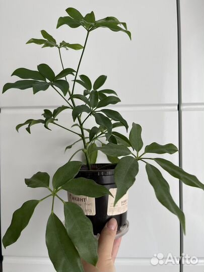 Комнатные цветы шефлера